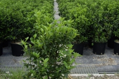 Viburnum tinus 